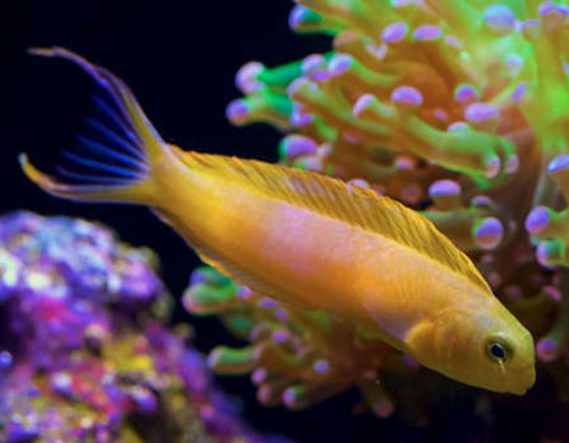 Live 6/4/26 Yellow Canary Blenny