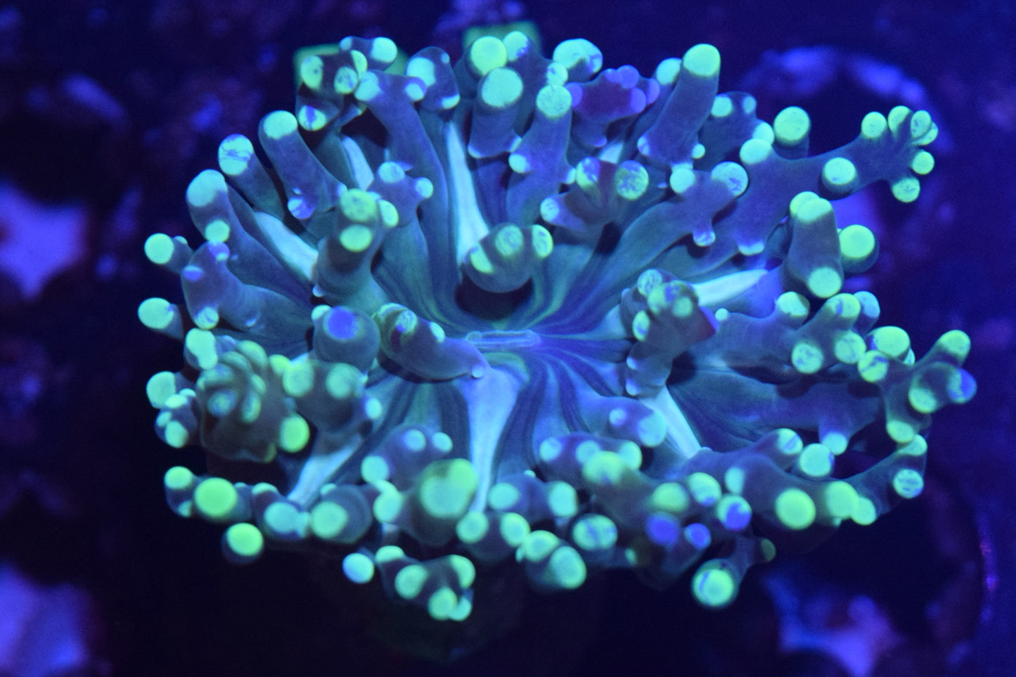 B2 6/3 Bi Color Frogspawn