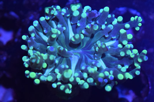 B2 6/3 Bi Color Frogspawn