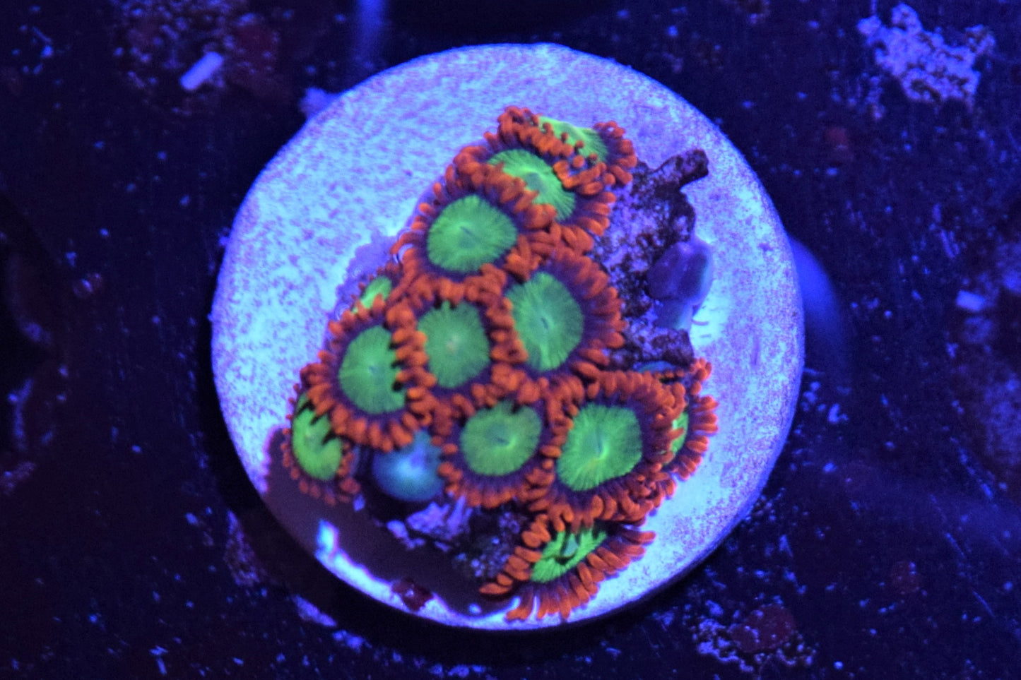 B3 6/3 Goblins On Fire Zoas