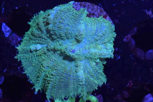 B6 6/3 Kryptonite Rhodactis