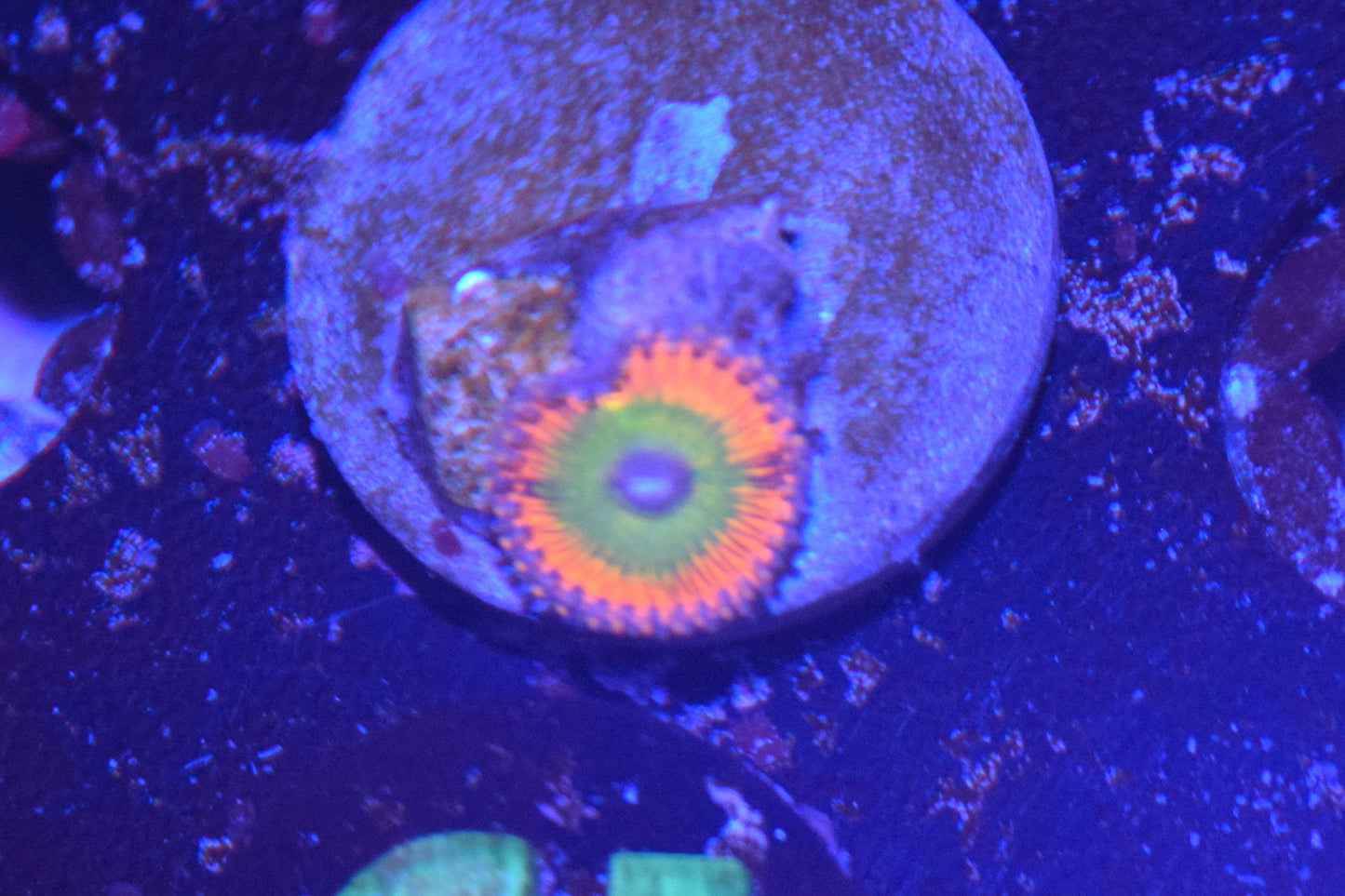 C1 6/3 Candy Apple Red Zoa