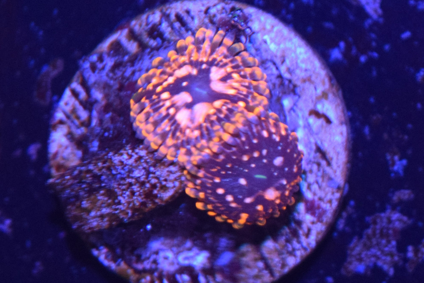 C4 6/3 Utter Chaos Zoas