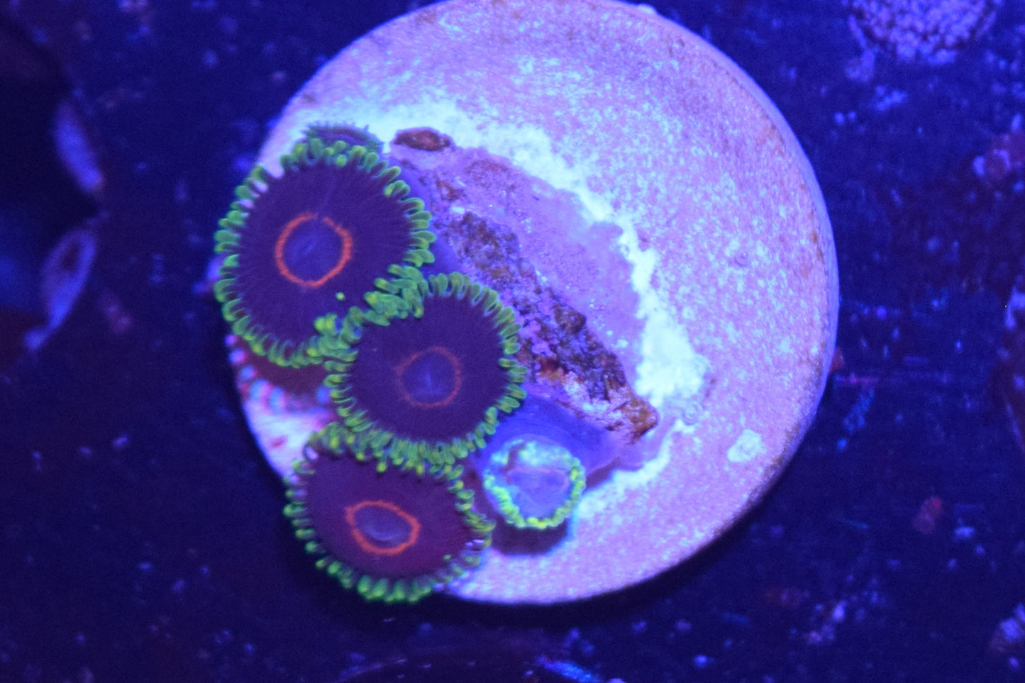 D3 6/3 Purple Hearts Zoas