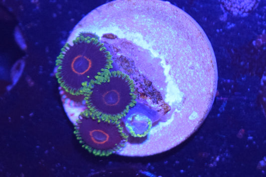 D3 6/3 Purple Hearts Zoas