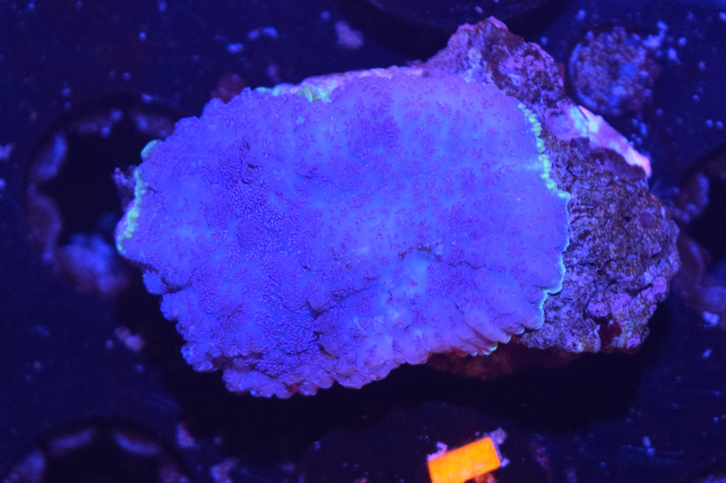 Blue/Purple Mushroom