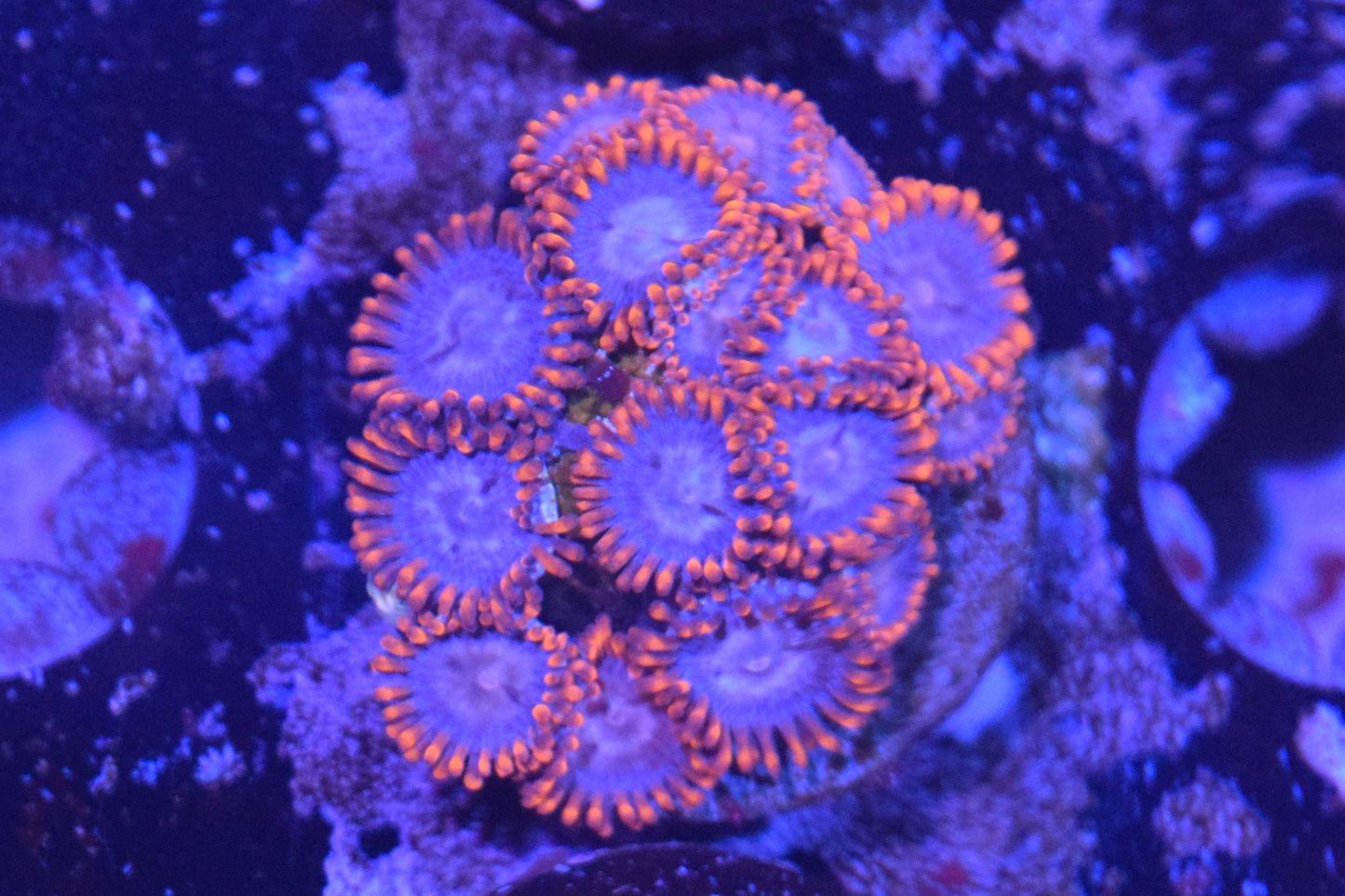 I2 6/3 Lilo And Stitch Zoas