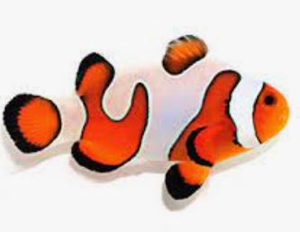 Live 6/25/26 DaVinci Clownfish