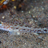 Live 6/4/26 Decorated Sand Goby