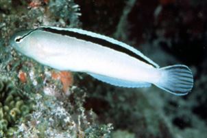Live 6/4/26 Disco Blenny