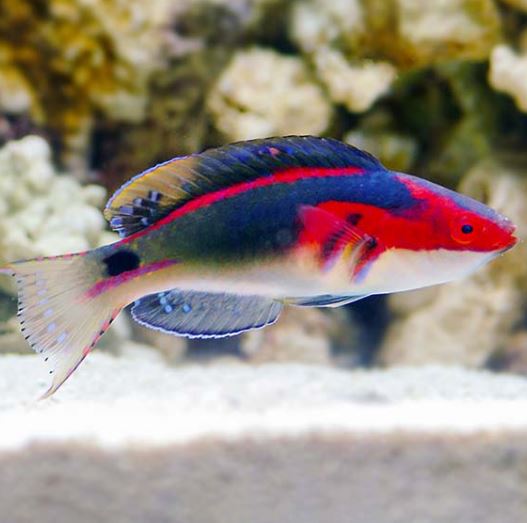 Exquisite Male Fairy Wrasse