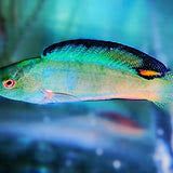Black Fin Fairy Wrasse