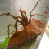 Frilly Arrow Crab