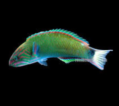 Lyretail Wrasse