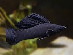 Live 6/4/26 Black Sailfin Molly