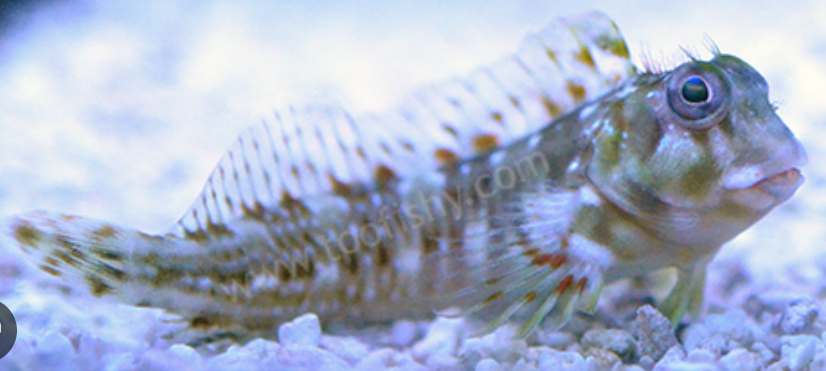 Molly Miller Blenny