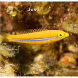 Live 7/9/26 Neon Wrasse