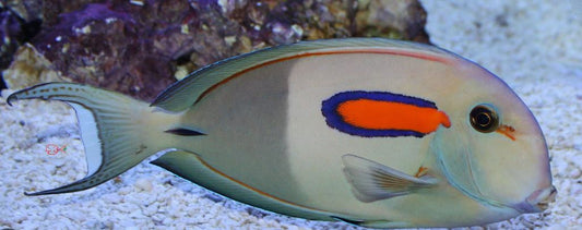Orange Shoulder Tang