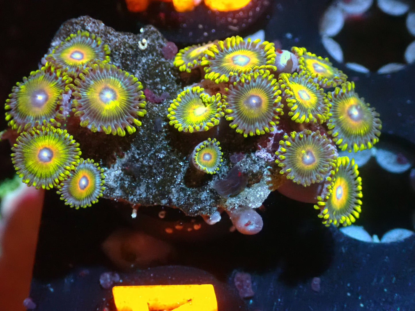 CSC Super Saiyans Zoas 7/18/24