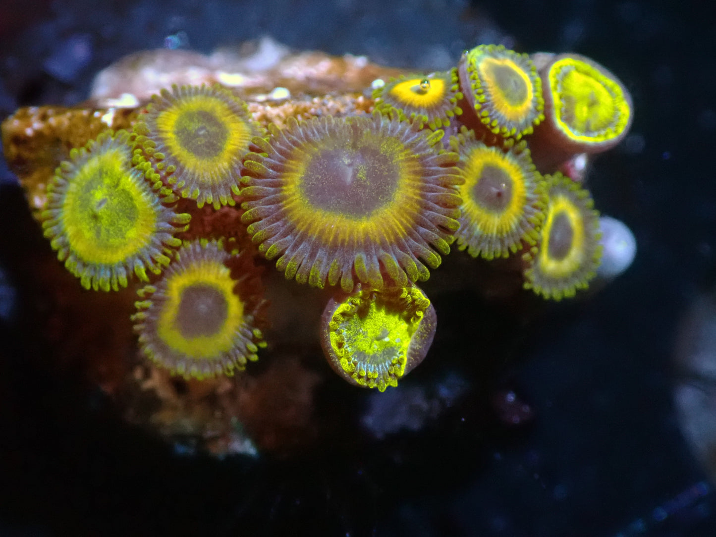 CSC Scrambled Egg Zoas 7/18/24