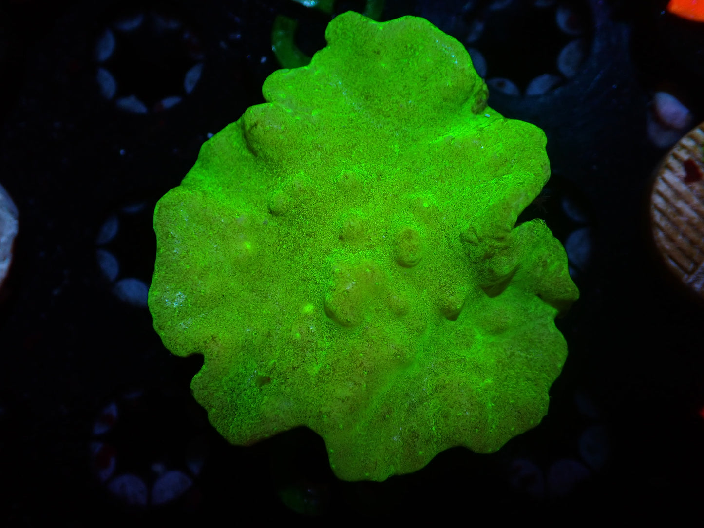 CSC Cabbage Coral 7/18/24