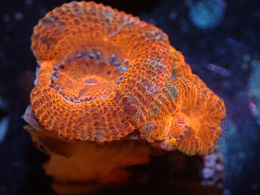 CSC Orange/Green Acan 7/18/24