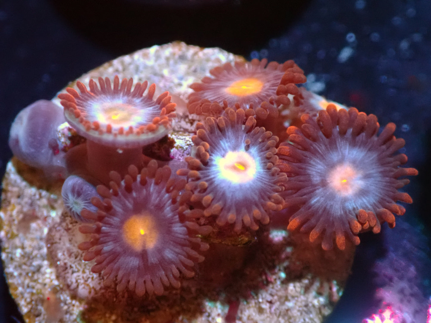 CSC Mystique Zoas 7/18/24