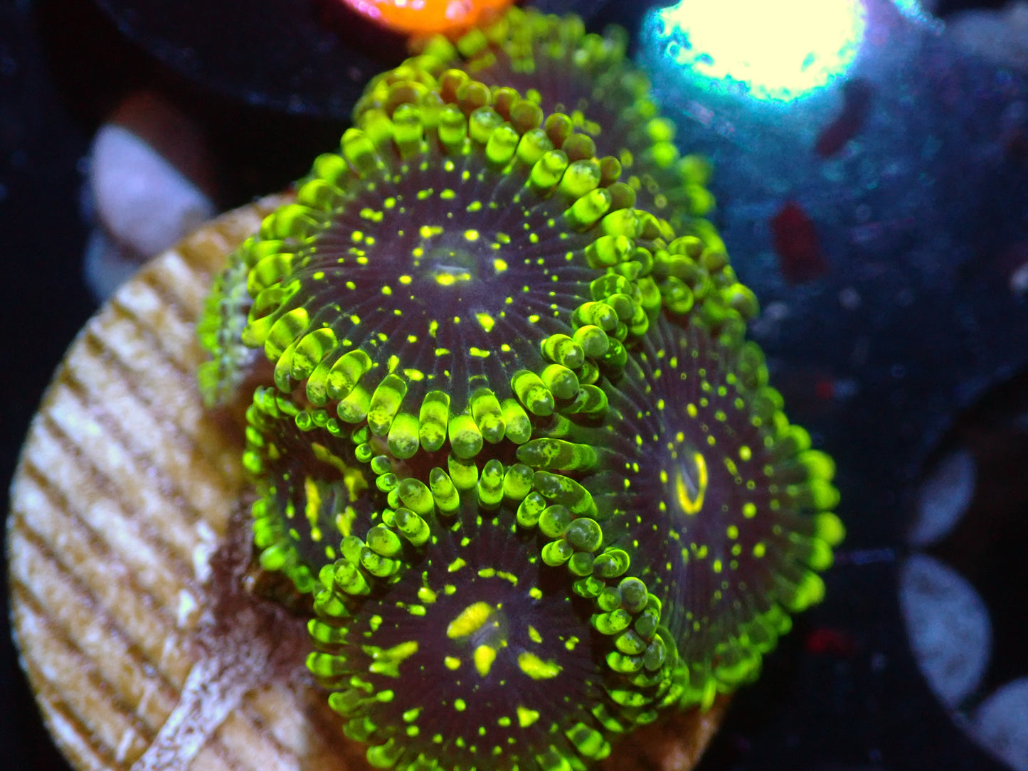 CSC Exosphere Zoas 6P 7/18/24