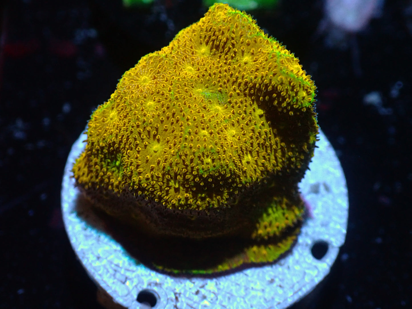 CSC Yellow Yutz Psamocorra 7/18/24