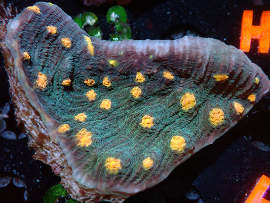 CSC Yellow Eye Green Chalice Chunk 7/18/24