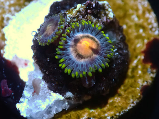 CSC Lazer Lemon Zoas 7/18/24