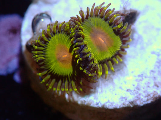 LKR Sour Patch Zoas 7/18/24