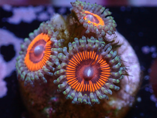 LKR Devils Armor Zoas 7/18/24