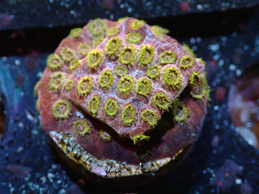 RWZ Flaming Plum Cyphastrea 7/18/24