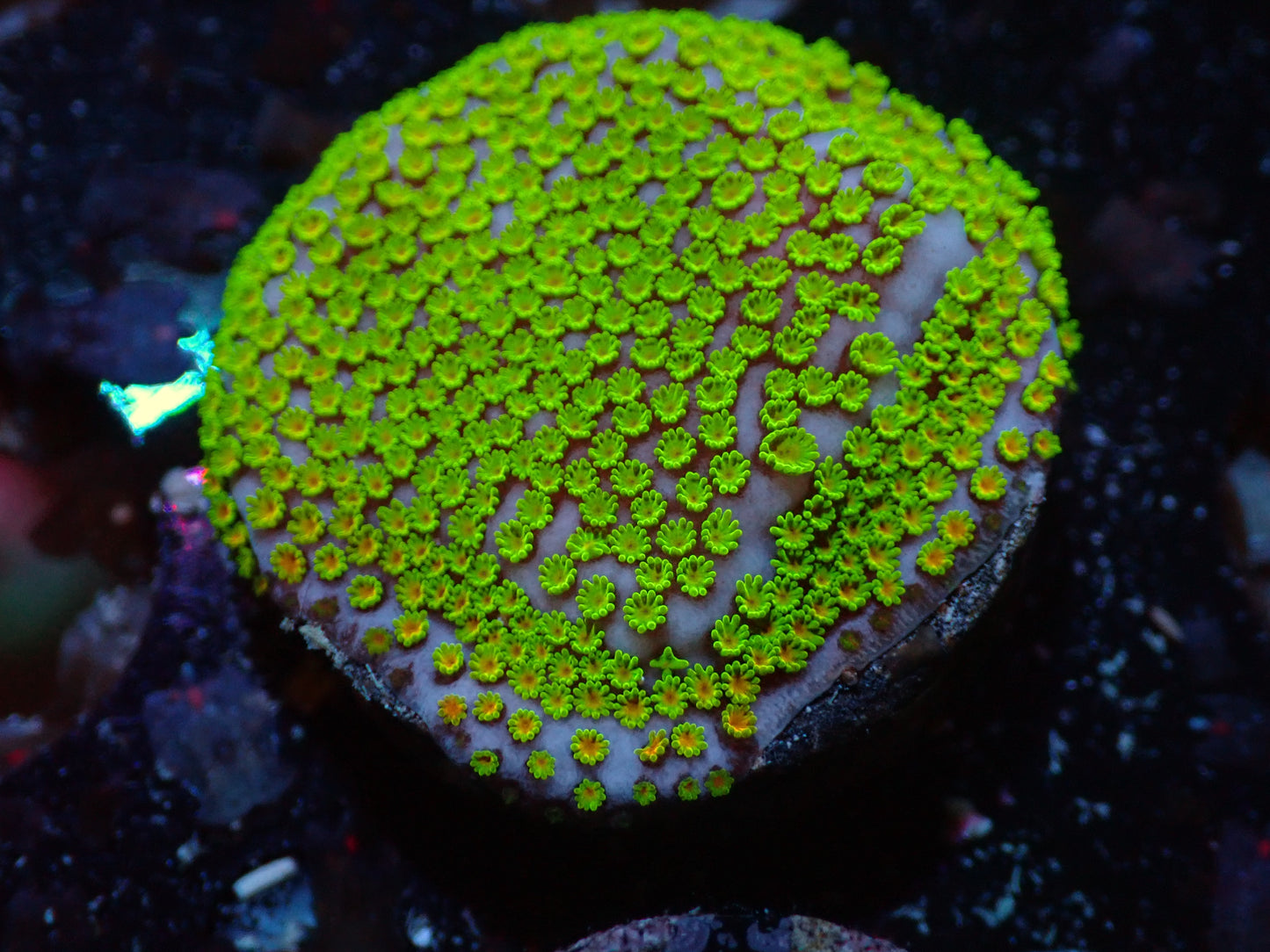 RWZ Poker Star Montipora 7/18/24