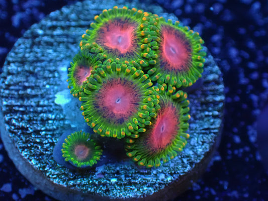 JRA Awesome Blossom Zoas 7/18/24