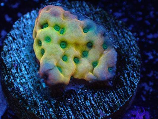 JRA Beach Bum Montipora 7/18/24