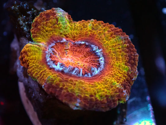 Ultra Orange/Yellow Acan Auctions 9/20