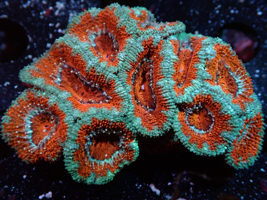 Teal/Orange Acan Auctions 9/20