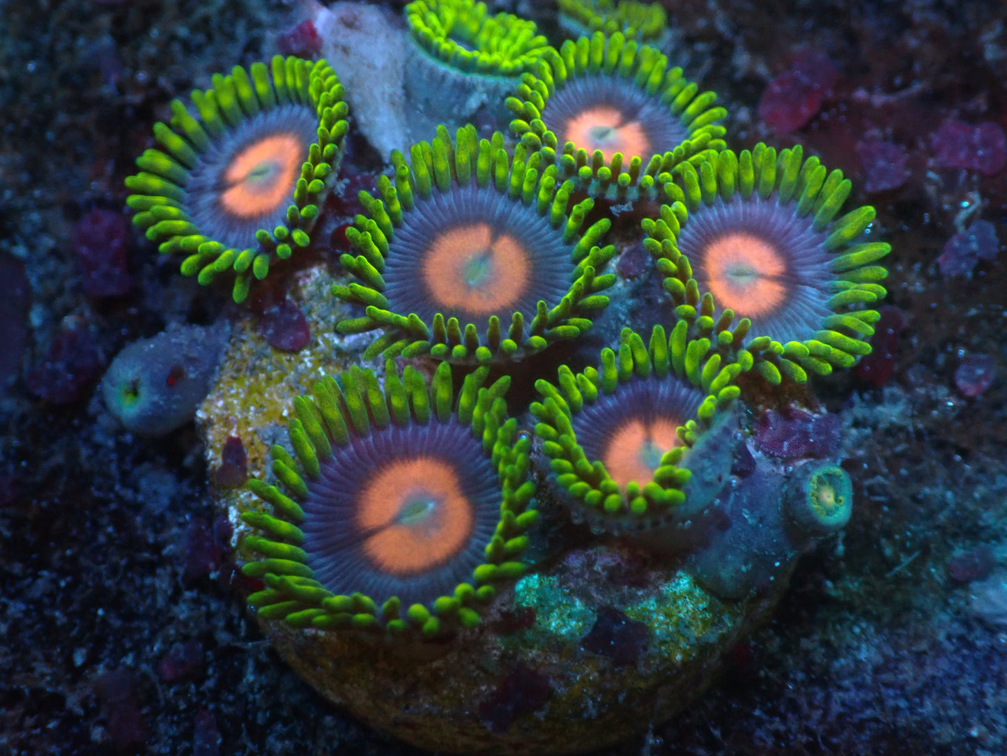 Blowpop Zoas Auctions 5/3 ended