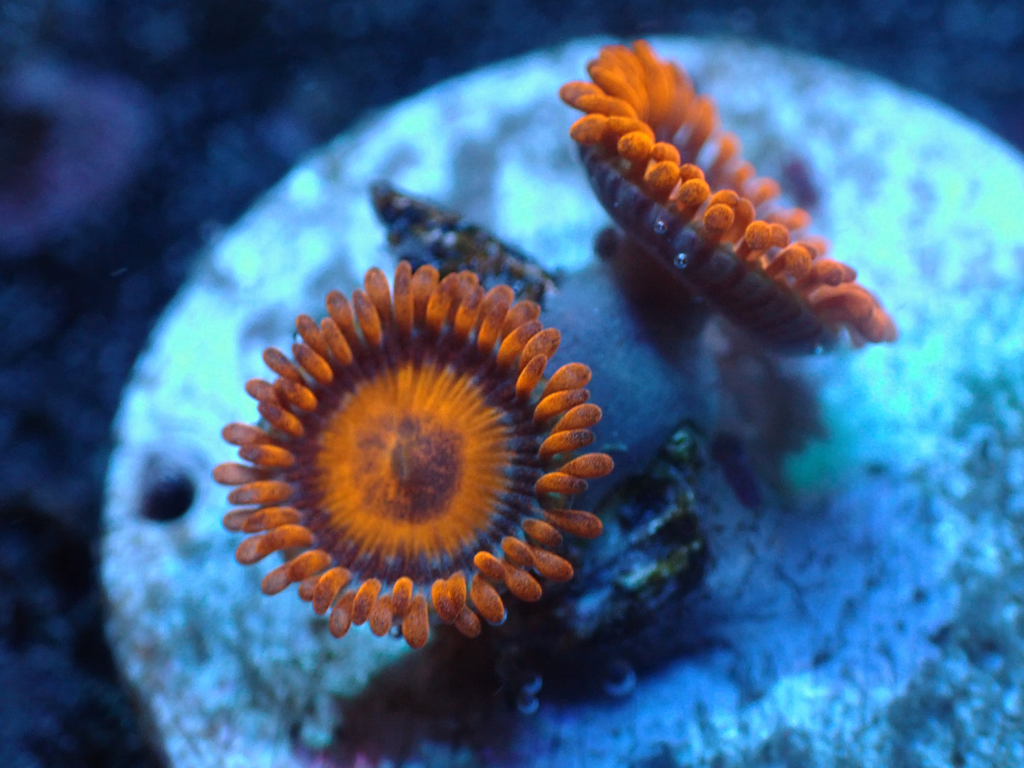 Orange Oxide Zoas Auctions 5/3 ended