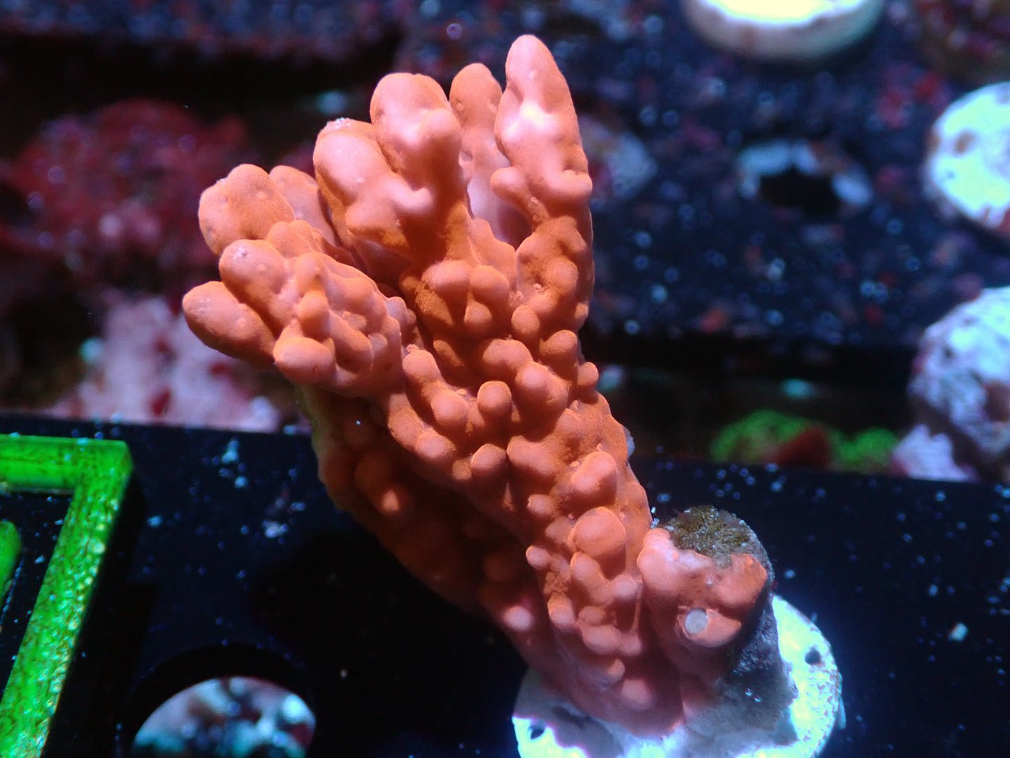 Montipora Setosa Auctions 5/3 ended