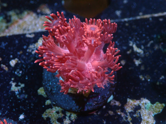 Hot Pink Goniopora Auctions 5/3