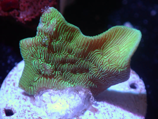 Pavona Cactus Coral Auctions 5/3