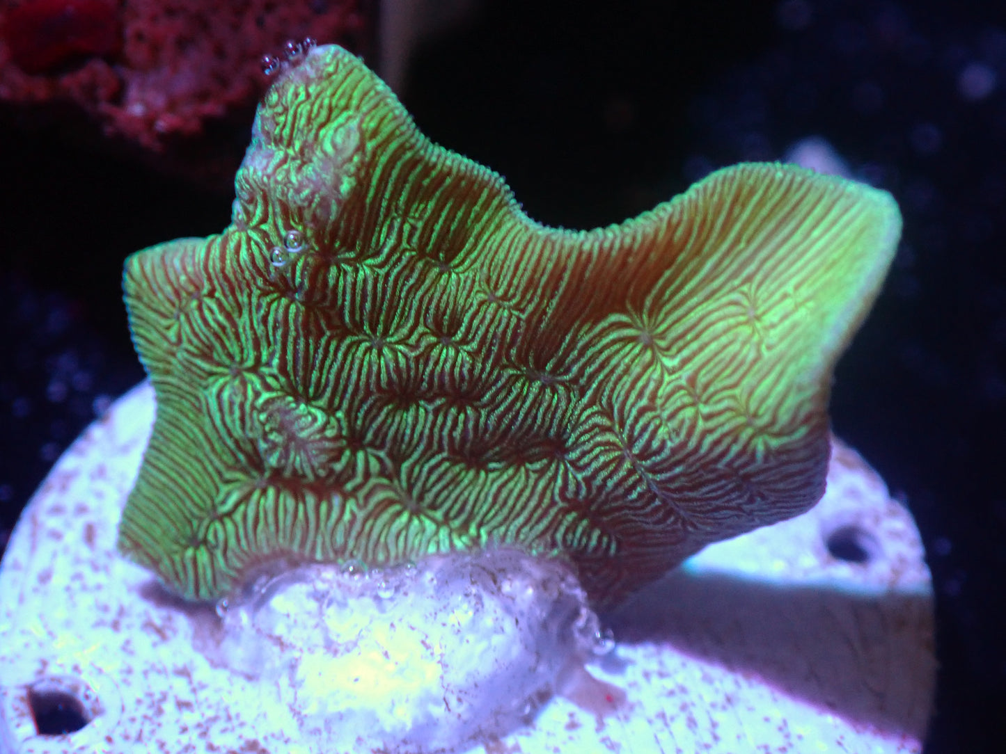 Pavona Cactus Coral Auctions 5/3 ended