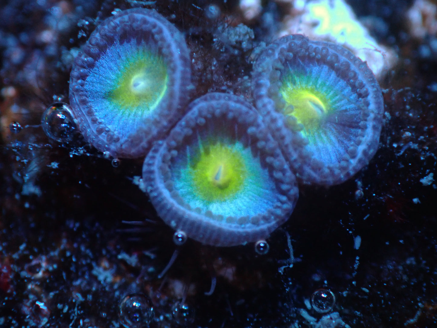 WWC AOI Zoas Auctions 5/3 ended