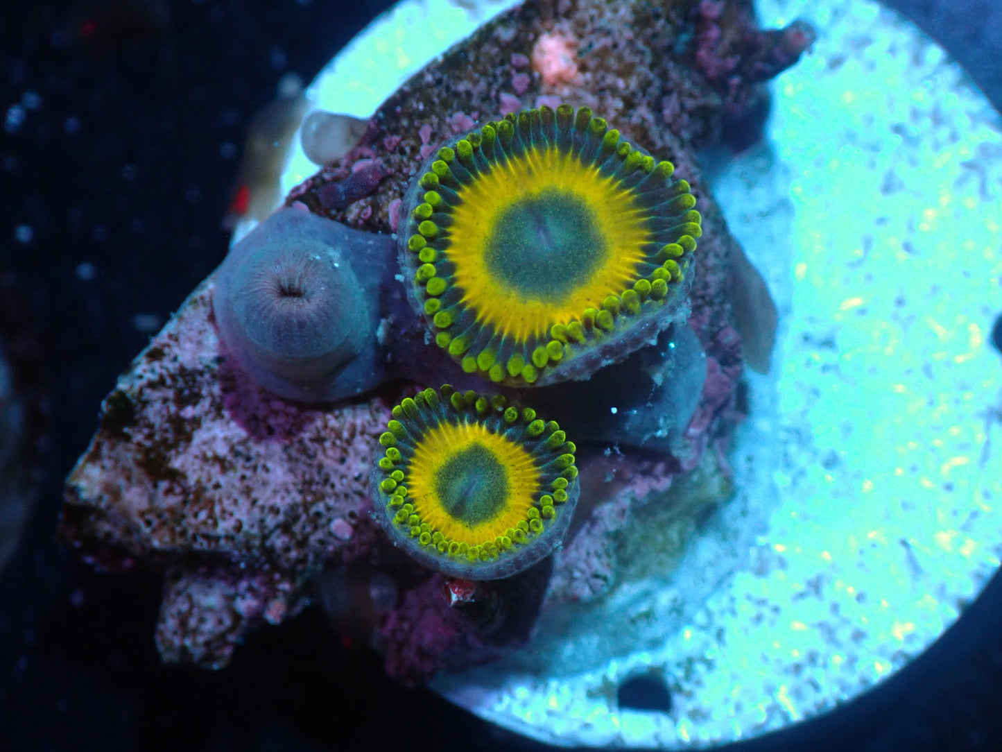 Scrambled Egg Zoas Auctions 5/3 ended