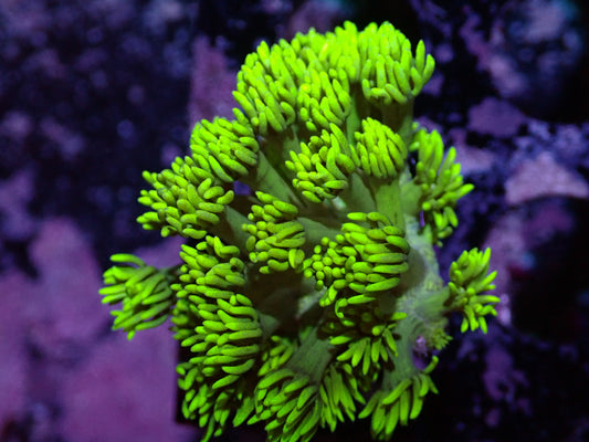 7/3/24 DHC Yellow Goniopora ended