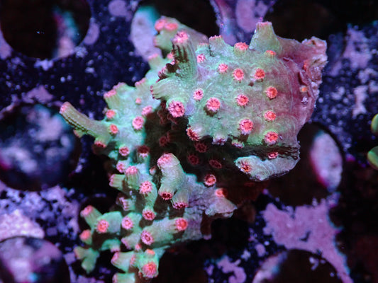 7/3/24 DHC Branching Cyphastrea ended