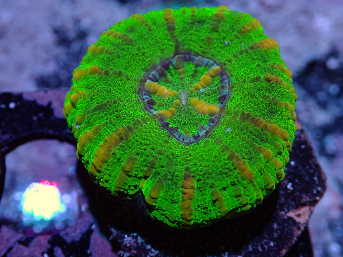7/3/24 DHC Green/Purple Button Scoly ended